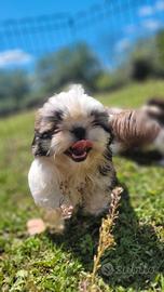 Shih-tzu cuccioli
