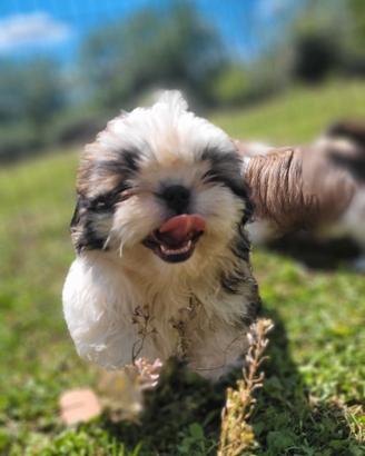 Shih-tzu cuccioli