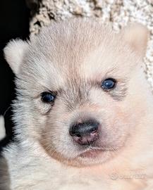 Cuccioli siberian husky