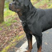 Rottweiler per monta