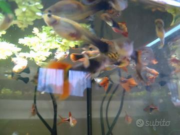 Guppy pesce