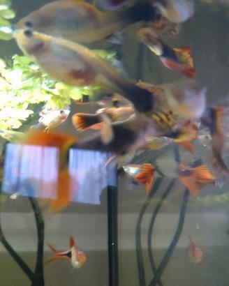 Guppy pesce