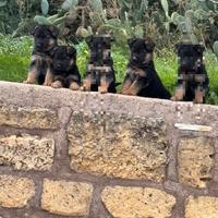 cuccioli pastori tedeschi razza originale