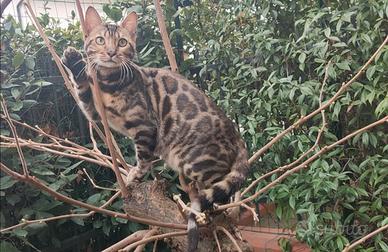 Splendida Gattina Bengala