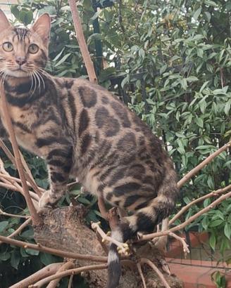 Splendida Gattina Bengala