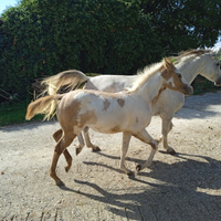 Puledra Paint/Quarab 5 mesi