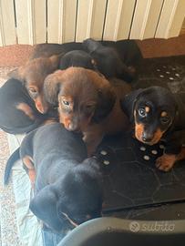 Cuccioli di bassotto