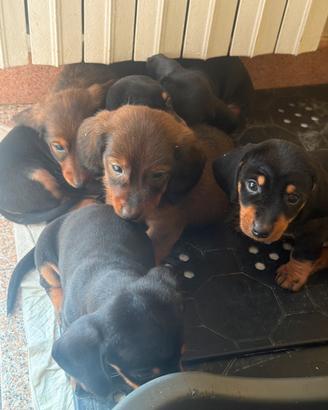 Cuccioli di bassotto