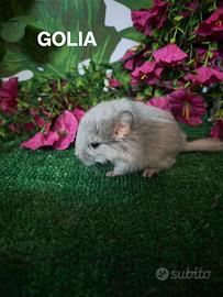 Cuccioli cincillà
