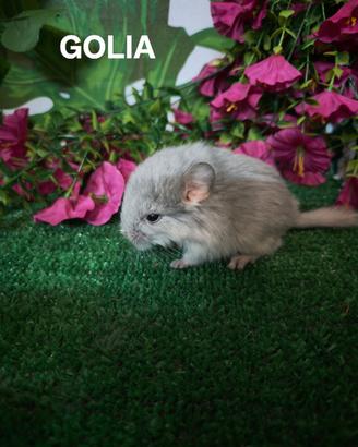Cuccioli cincillà