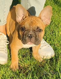 Bulldog francese