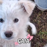 Gaia, 2 mesi, taglia medio-grande