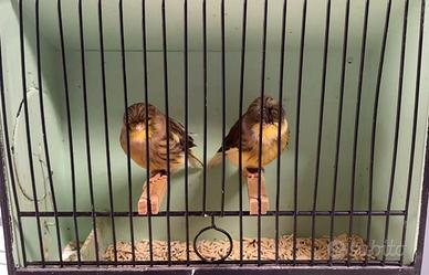 Canarine gloster femmine 2025