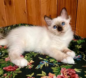 Cucciolo di gatto sacro di Birmania