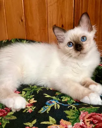Cucciolo di gatto sacro di Birmania