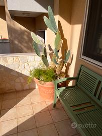 Vaso da esterno con fico d’india