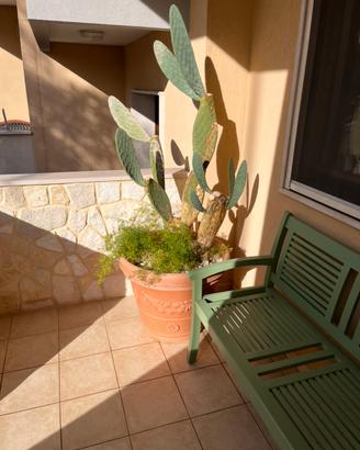 Vaso da esterno con fico d’india