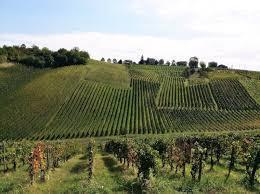 Terreno edificabile a Ziano Piacentino