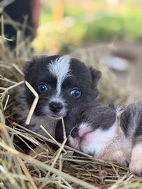 Splendidi cuccioli chihuahua con pedigree