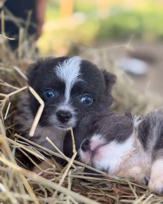 Splendidi cuccioli chihuahua con pedigree