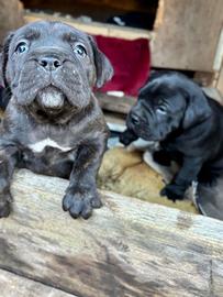 Cuccioli cane corso