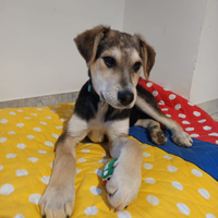 Baloo: un cucciolo nella giungla