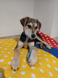 Baloo: un cucciolo nella giungla