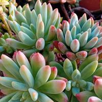 pianta grassa in vaso