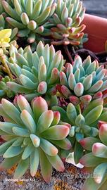 pianta grassa in vaso