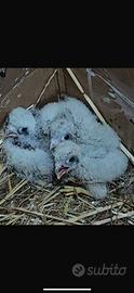 Rapace Pullo gheppio americano