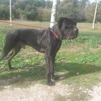 Adozione dolcissimo derivato alano in canile