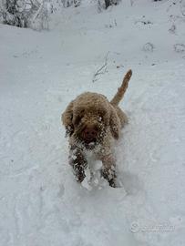 Lagotto romagnolo
