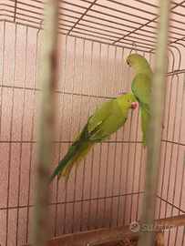 Parrocchetti dal collare