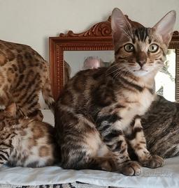 Alta genealogia Cucciolo di Bengala 