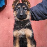 Disponibile cuccioli di Pastore Tedesco