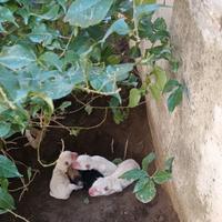 Cuccioli piccola taglia