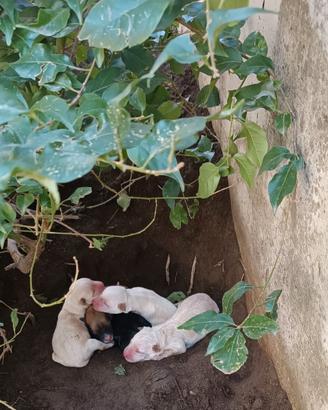 Cuccioli piccola taglia