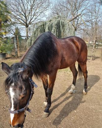 Cavallo mezza fida