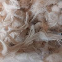 Lana 100% di pecora