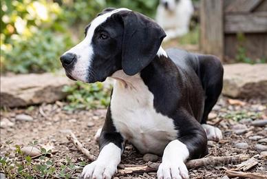 Cucciola di alano