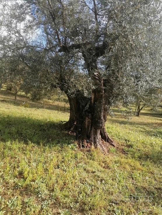 Terreno uliveto - Vista 6