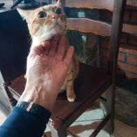 Gatto arancione