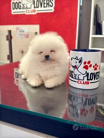 "MINI" POMERANIA BIANCHI alta genealogia