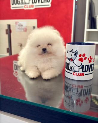 "MINI" POMERANIA BIANCHI alta genealogia