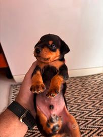 CUCCIOLI DI PINSCHER NANO