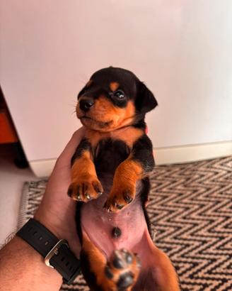 CUCCIOLI DI PINSCHER NANO