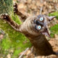 Gatti del bengala pedigree