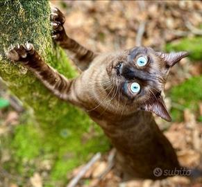 Gatti del bengala pedigree