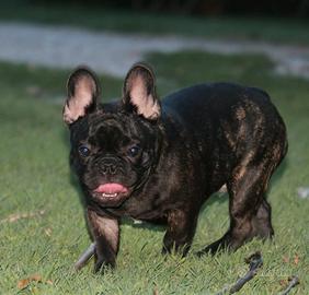Cucciolone bulldog francese