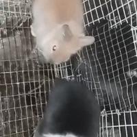 Conigli testa di leone nani